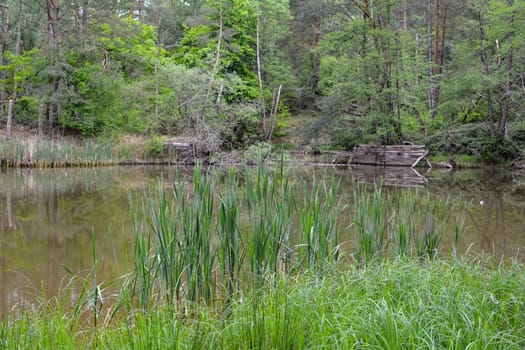 A small lake in the forest with grass and trees