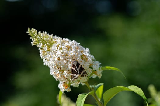 Butterfly "Russian Bear"" ( Euplagia quadripunctaria ) on white buddleia in green nature"