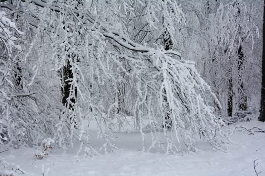 Trees in the forest in winter with a lot of snow
