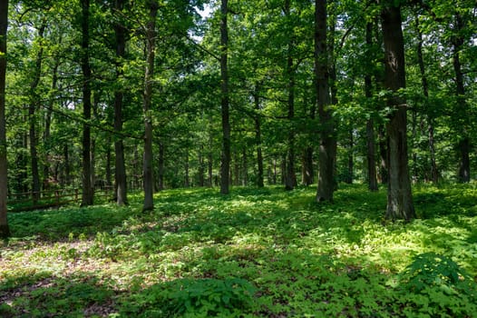 Sun shines through trees, in a green fores with many green plants on the ground