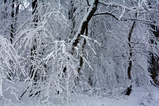 Trees in the forest in winter with a lot of snow