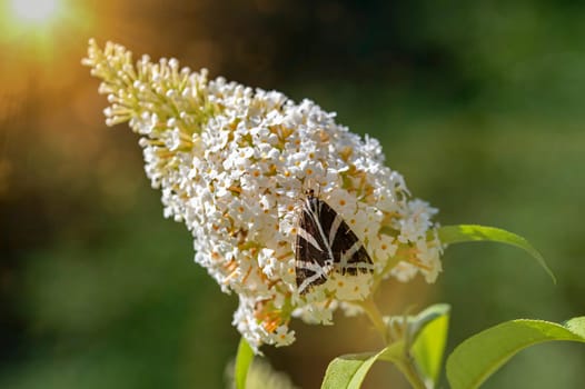 Butterfly "Russian Bear"" ( Euplagia quadripunctaria ) on white buddleia in green nature"