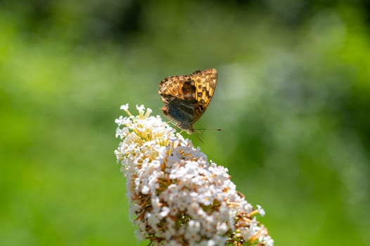Butterfly "Emperor Mantle"" (Argynnis paphia) on white buddleia in green nature"
