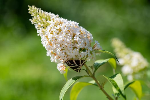 Butterfly "Russian Bear"" ( Euplagia quadripunctaria ) on white buddleia in green nature"