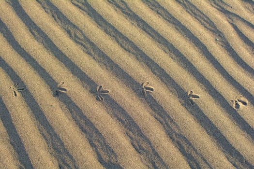 Close-up of ripples in the sand with foorprints of a bird