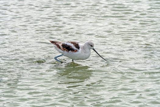 American Avocet Wading a Wetland in the Port Aransas Birding Center in Texas