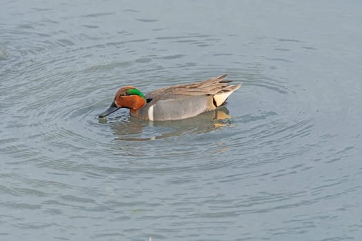 A Green Winged Teal in a Marshland in the Port Aransas Birding Center in Texas