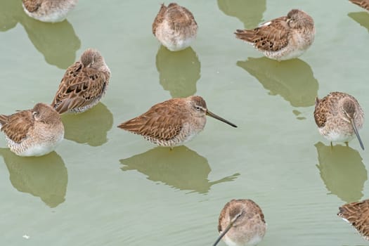 A Long billed Dowitcher Resting in a Wetland in the Port Aransas Birding Center in Texas