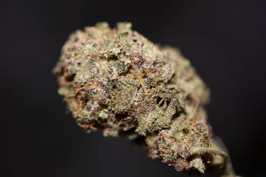 Cannabis bud close up medical grass smoking amazing purple flowering Cali forbidden fruit variety macro background high quality focus stack fifty megapixels instant prints