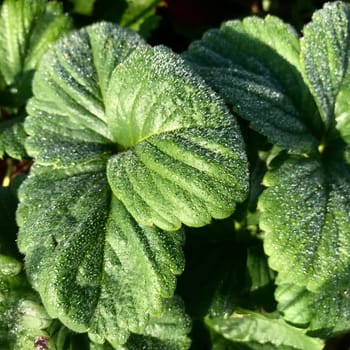 A green, healthy leaf of a strawberry is covered with a delicate transparent morning dew