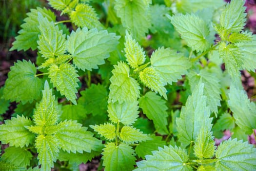 Green Nettles in detail as Background