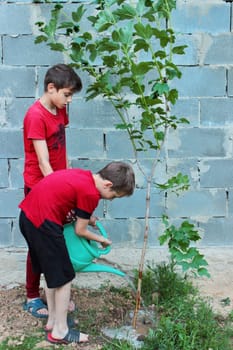two boy friends of the brothers in red T-shirts are watering a tree with a watering can.
