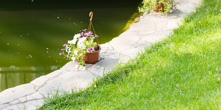 Beautiful summer potted flowers in the garden