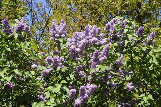 Flowers blooming lilac. Beautiful purple lilac flowers outdoors. Lilac flowers on the branches