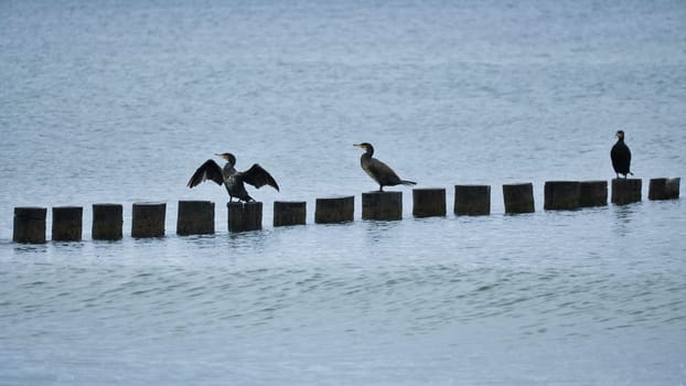 Cormorant on a groyne on the Baltic Sea. The birds dry their feathers in the sun. Waves in the sea under a blue sky. Animal photo from the coast