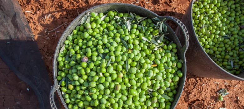 Harvesting buckets full of green olives and collection net. Table olives harvest season scene