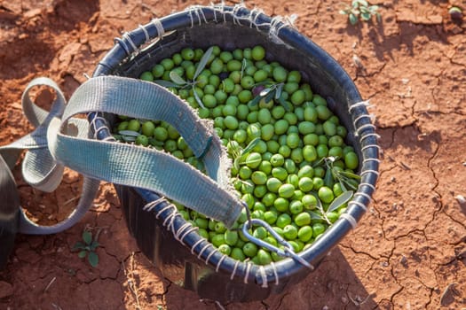 Fruit-gathering basket full of green olives. Table olives harvest season scene