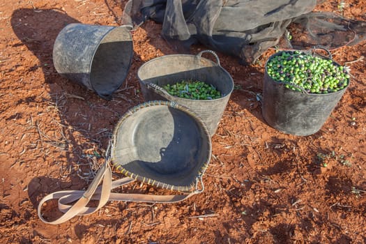 Fruit-gathering basket and harvesting buckets. Table olives harvest season scene