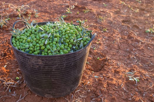 Harvesting bucket full of green olives. Table olives harvest season scene