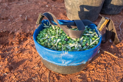 Fruit-gathering basket full of green olives. Table olives harvest season scene