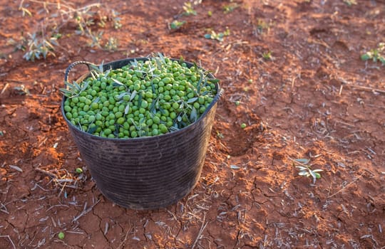 Harvesting bucket full of green olives. Table olives harvest season scene