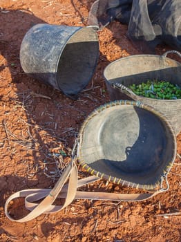 Fruit-gathering basket and harvesting buckets. Table olives harvest season scene
