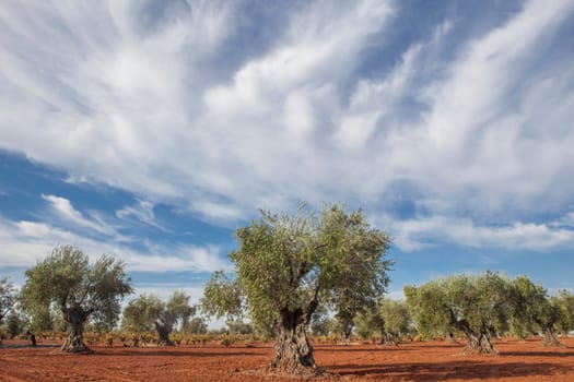 Tierra de Barros olive grove with blue cloudy sky. Harvest season in Badajoz, Spain