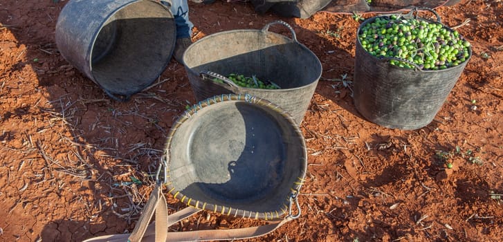 Fruit-gathering basket and harvesting buckets. Table olives harvest season scene