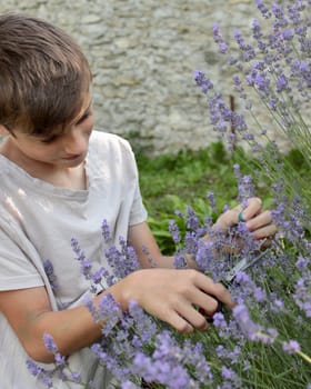 cute twelve-year-old boy in purple lavender flowers in sunlight feeling happy, having fun and showing positive and funny emotions