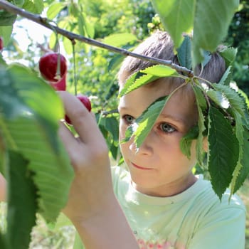 child picking cherries from the tree.