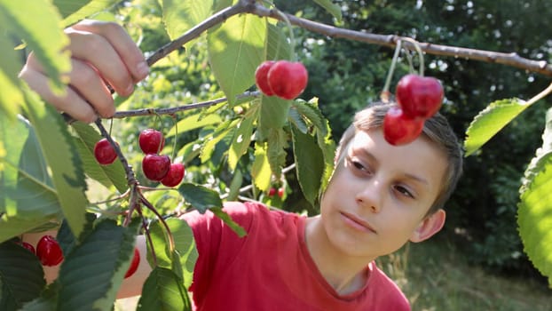 a boy in a red T-shirt plucks and tastes ripe juicy cherries