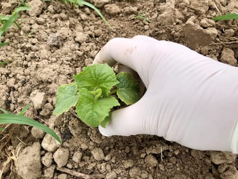 a woman with a hand in a white glove weeds and collects potions in the garden