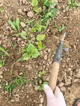 a woman with a hand in a white glove weeds and collects potions in the garden