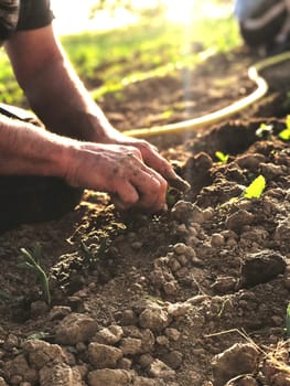 Male working hands plant seedlings in black fertile soil in the spring