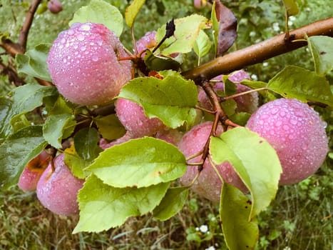 Ripe pink apples on a tree in transparent drops of morning dew