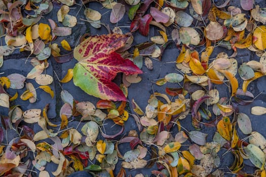 Colorful autumn leaves on cobblestones