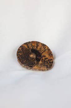 Sectioned and polished ammonite fossil. Placed over cotton cloth