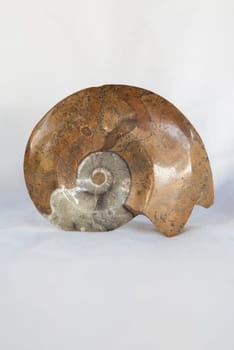 Polished ammonite fossil. Placed over cotton cloth
