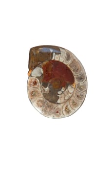 Polish sectioned agatized ammonite. Isolated over white