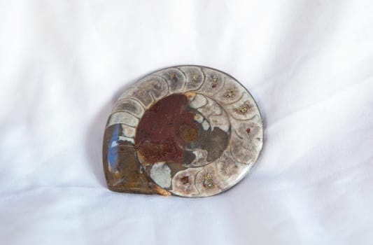 Polish sectioned agatized ammonite. Placed over cotton cloth