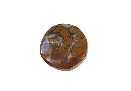 Circular shaped and polished ammonite fossil. Isolated over white background