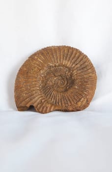 Ammonite fossil passendorferia teresiformis. Placed over cotton cloth
