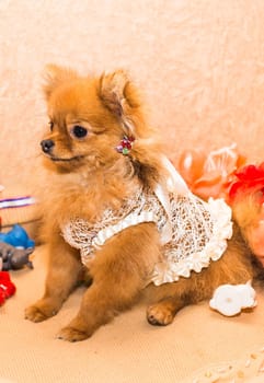 cute and funny puppy Pomeranian smiling on orange background.