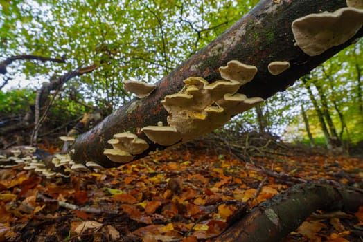 closeup of beautiful mushrooms in an autumn forest