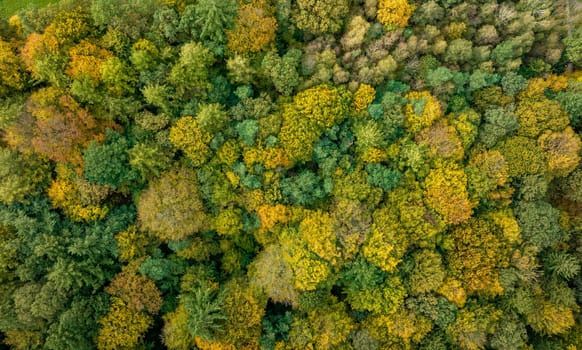colorful autumn forest shot with a drone