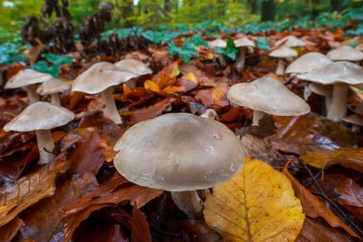 closeup of beautiful mushrooms in an autumn forest