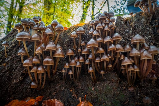 closeup of beautiful mushrooms in an autumn forest