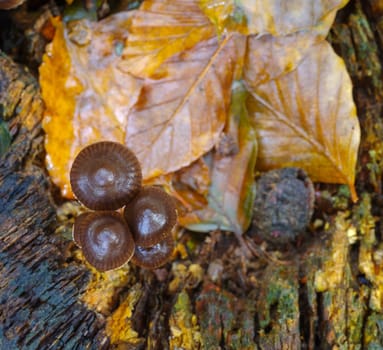 closeup of beautiful mushrooms in an autumn forest
