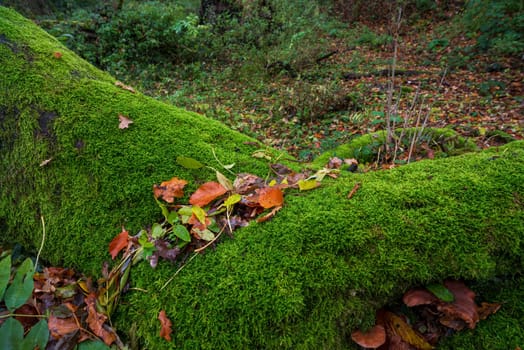 large tree dead tree roots completely covered with moss