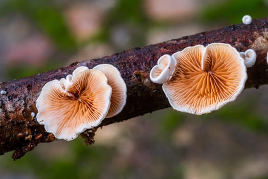 closeup of beautiful mushrooms in an autumn forest